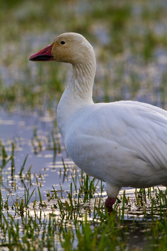 Snow Goose